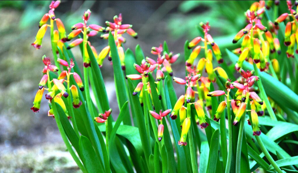 花 11月23日の花 ラケナリア 花言葉 継続する キジカクシ科ラケナリア属 原産地 南アフリカ 別名 アフリカヒヤシンス 花色 白 黄 橙 桃 赤 緑 他 草丈 15cm 30cm ニクソン元米国大統領 負けても終わりではない やめたら終わりだ 諦め 花 11月23日の花 ラケナリア 花言葉 継続する キジカクシ科ラケナリア属 原産地 南アフリカ 別名 アフリカヒヤシンス 花色 白 黄 橙 桃 赤 緑 他 草丈 15cm 30cm ニクソン元米国大統領 負けても終わりではない やめたら終わりだ 諦め