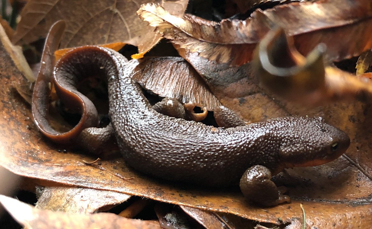 Mid-November in the northern hemisphere, near the windshield of the continent: cool and wet, nutrient rich detritus layering the ground.

It’s a fine time and place to be a salamander.