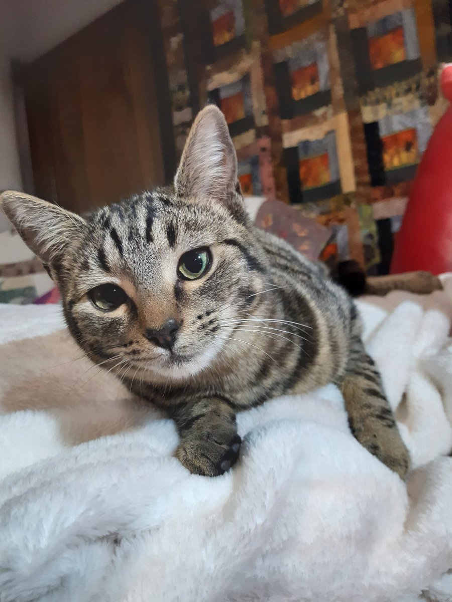 Digi_Inka's tweet photo. @Kattvalk This is my Poppy, almost a year old now https://t.co/8bBuItUucN