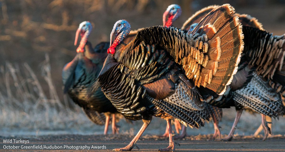 audubonsociety's tweet photo. Where do Wild Turkeys go at night? Typically they'll roost overnight in tall trees. Learn more about this magnificent bird in our field guide: https://t.co/5R26B1YE2W https://t.co/M4fnNhCnJH
