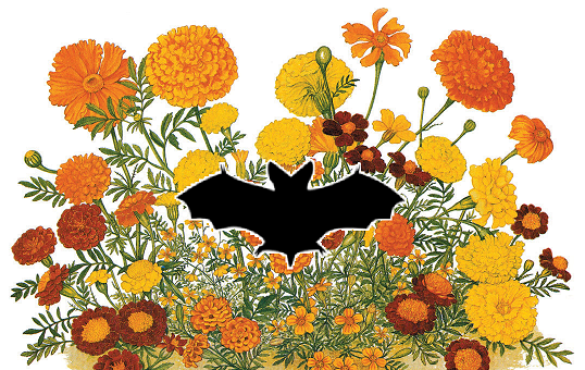 LaughingVamp's tweet photo. #Marigold https://t.co/HaqT7vygw5
