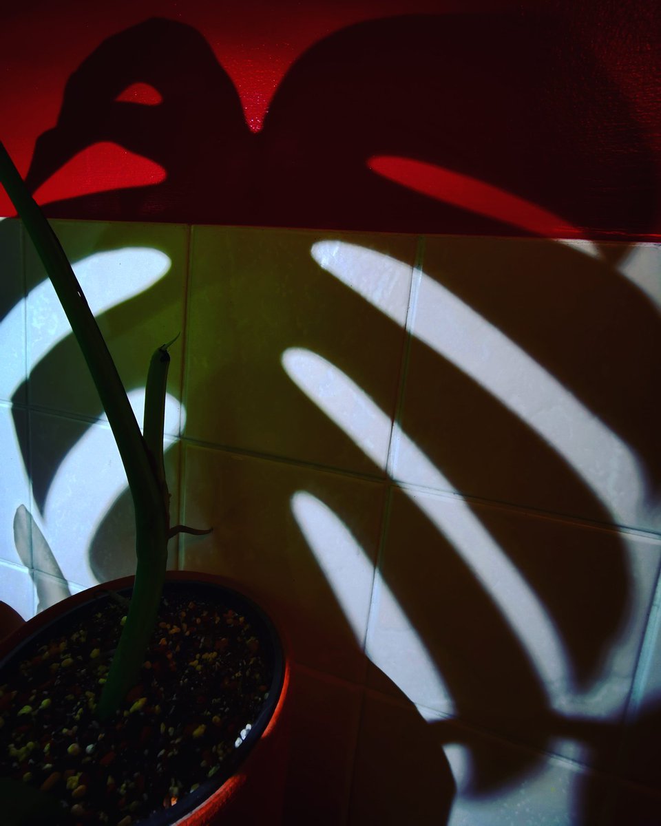 Plantmessiah's tweet photo. At night,  Batman goes out,  but on Monsteramondays he may chicken out and stay in + chill?..
#monsteramondays #batman #monstera #batmanchilling #batmanchills #leafshapes #leafshadows https://t.co/DWuMH5SFxg