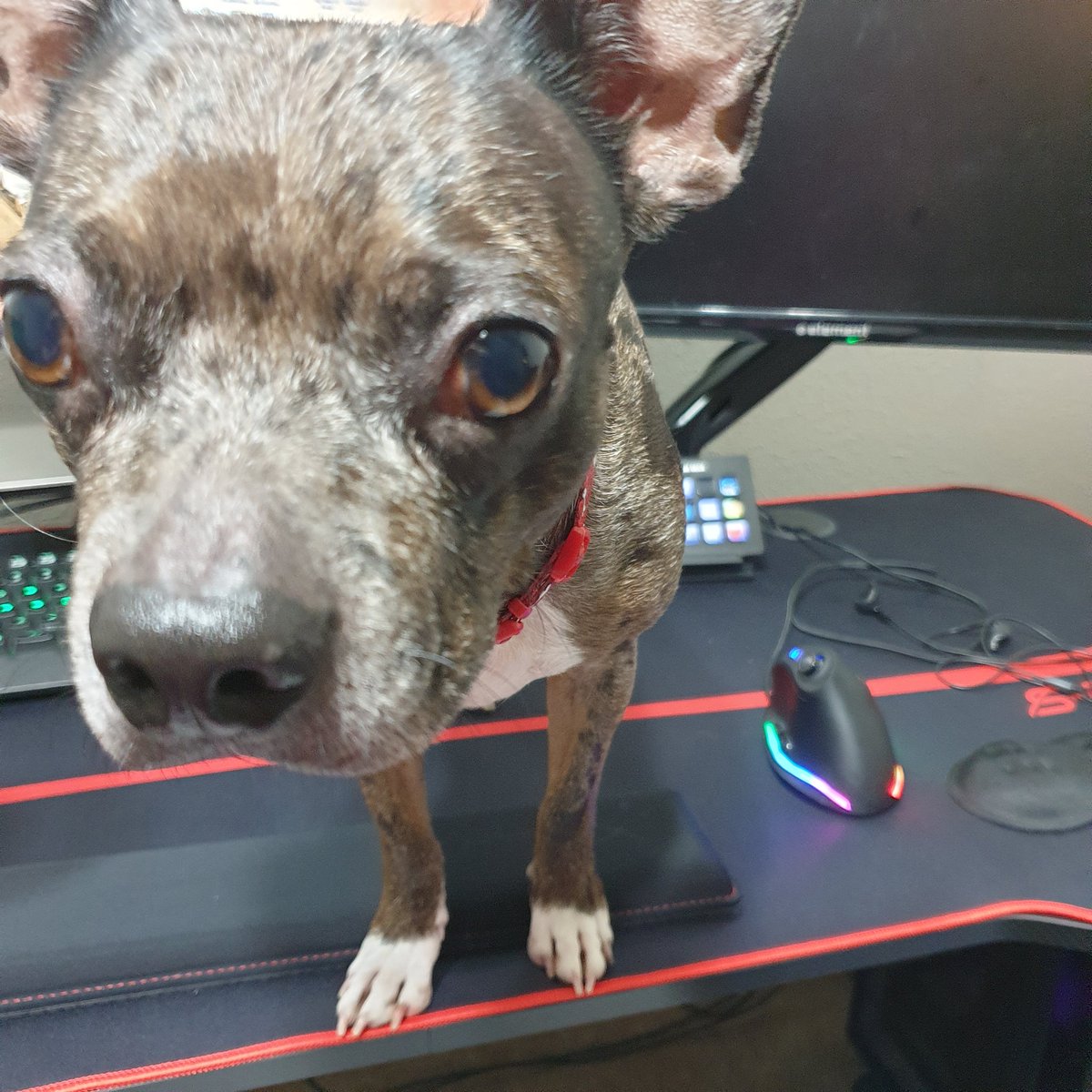 TheLadyCon's tweet photo. Thanks, nerds! Been saving up some subs and bitties on the sly and got a new desk for streaming.
.....I look away for ONE minute to do some cord management π #MaxApproved https://t.co/d02spOP5Tf