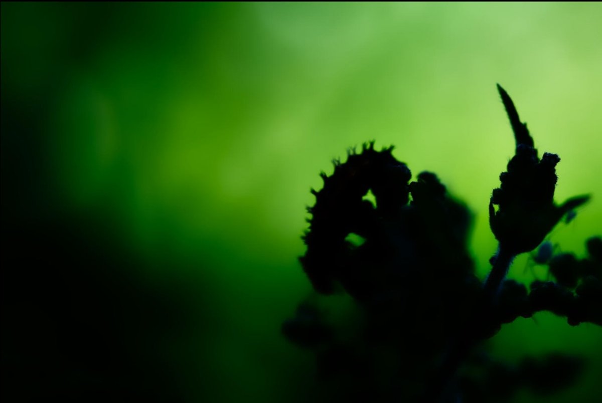 D_MartinPhotos's tweet photo. "A macro predator" - by #duncanmartinphotography
The silhouette of a voracious mini predator, the larvae of a ladybird (centre right) devouring its prey, the pesky aphid (far right).
#duncanmartinphotography #alternativephotography  #britishwildlife #wildlife #ladybird https://t.co/gYqCDdC9kJ