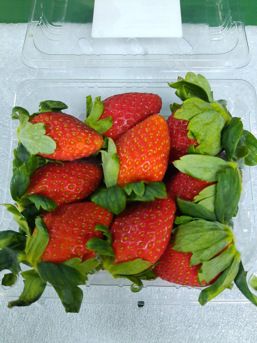 Nuj53886874's tweet photo. 🍓 #สตอเบอรี่เกาหลี หวานหอม
น้องน่ารัก อร่อยด้วยคะ สดๆเลยคะ
บินตรงจากKorea
✅ถาดละ 8แพ็ค/แพ็คละ 250g
✅ราคา 1,950 💥พร้อมส่งฟรีรถห้องเย็น
✅กทม.และพื้นที่ใกล้เคียง 
🎀���่งด่วน ส่งGrab
สอบถามได้คะ
☎/ line 0635962428
#ร้านiamfruits #iamfruits #ผลไม้ 
#สตอเบอรี่ #ตลาด #ต่างประเทศ https://t.co/4jPRQjNRDf