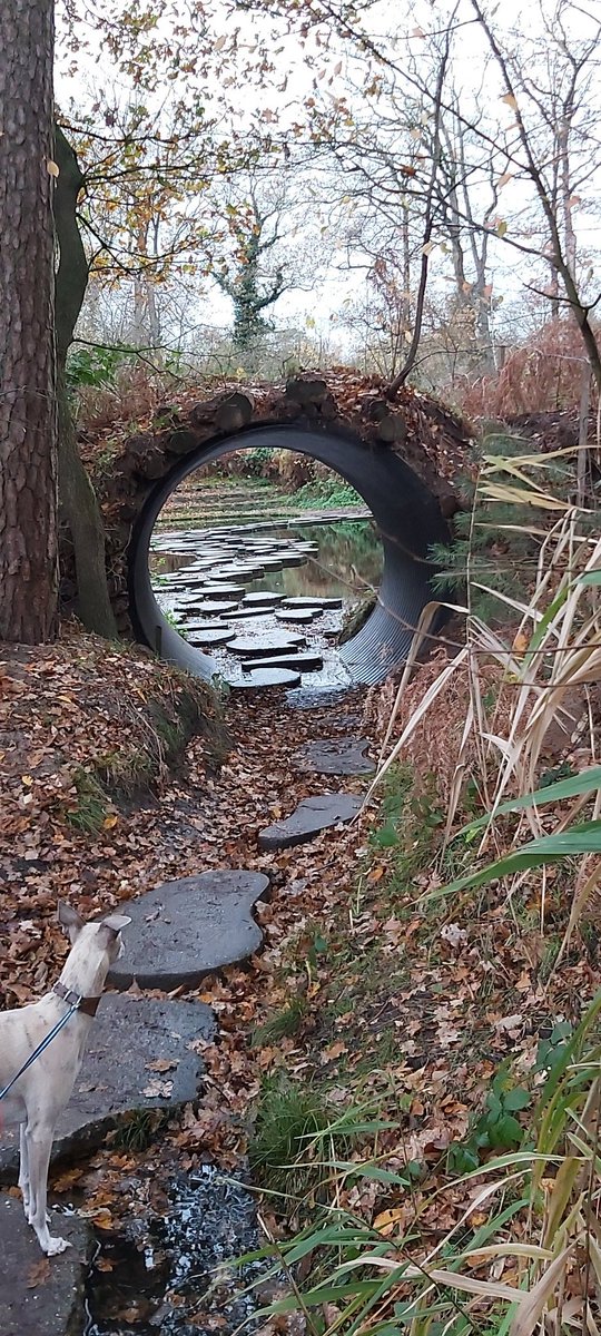WhippetVinnie's tweet photo. Nice path https://t.co/gaYmlfiyXQ