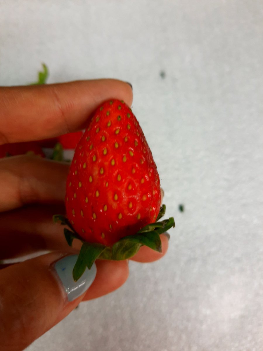 Nuj53886874's tweet photo. 🍓 #สตอเบอรี่เกาหลี หวานหอม
น้องน่ารัก อร่อยด้วยคะ สดๆเลยคะ
บินตรงจากKorea
✅ถาดละ 8แพ็ค/แพ็คละ 250g
✅ราคา 1,950 💥พร้อมส่งฟรีรถห้องเย็น
✅กทม.และพื้นที่ใกล้เคียง 
🎀���่งด่วน ส่งGrab
สอบถามได้คะ
☎/ line 0635962428
#ร้านiamfruits #iamfruits #ผลไม้ 
#สตอเบอรี่ #ตลาด #ต่างประเทศ https://t.co/4jPRQjNRDf