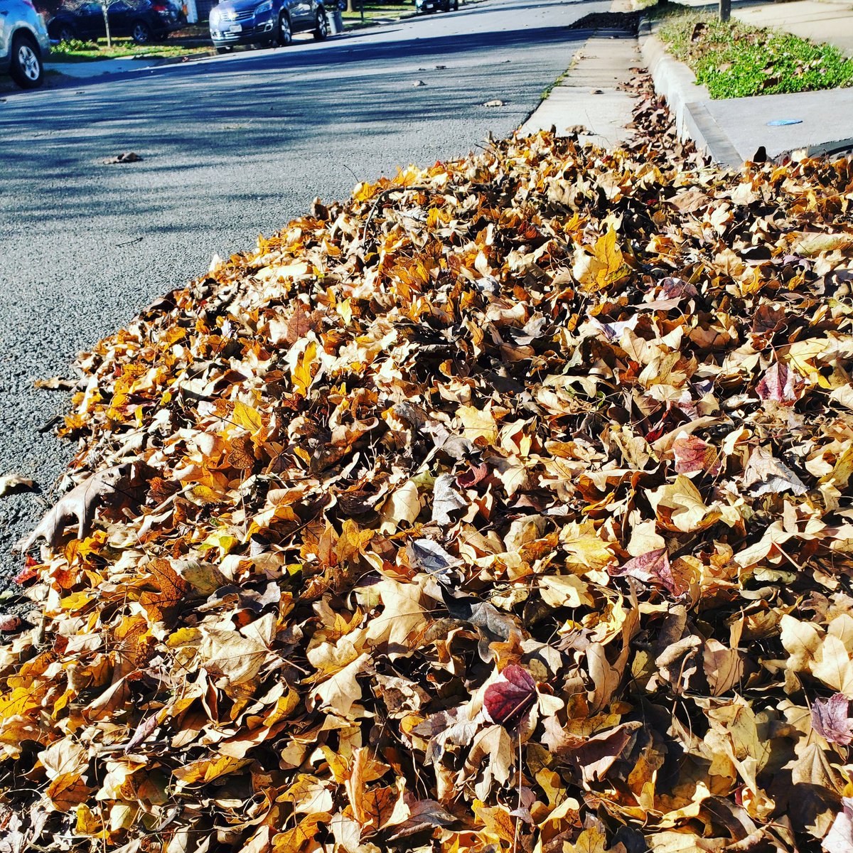 Have you ever wondered what it takes to collect fall leaves during bulk collection? We'll give you a live look during a ride along tomorrow at 12:15 p.m. Tune in to the Town's Facebook page. #facebooklive #bulkleafcollection #fallleafcollection #leesburgva #townofleesburg