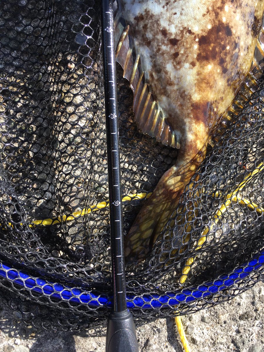 ウクレレとうさん 昨日の湯河原では ウキフカセ釣りでメジナ アイゴ イサキなどが釣れてました 穴釣りではカサゴとゴンズイ ルアーでカマス 秋の釣りシーズンらしくなかなか魚種が豊富になってますね