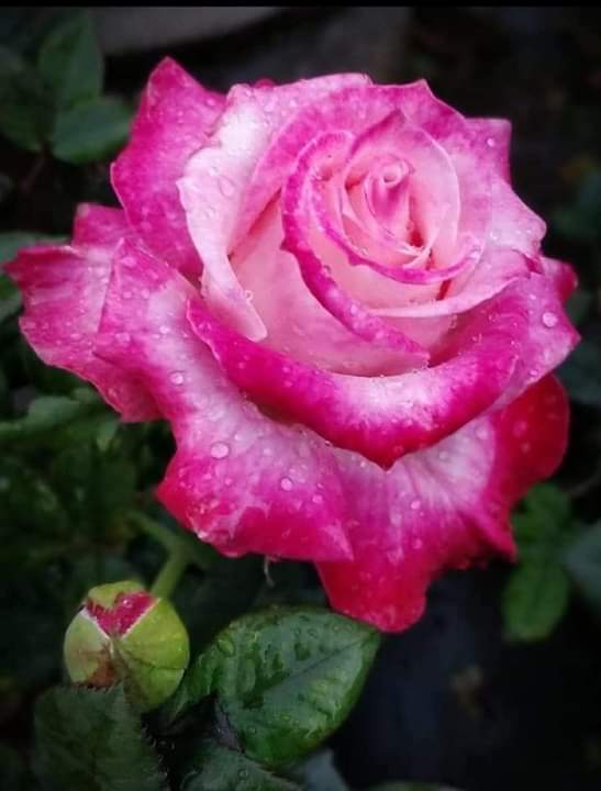 ozocaksigorta's tweet photo. Cenab-ı #Allah
Ya #Mucib İsmi İle Dualarımızı Kabul Eylesin.
Ya #Rezzak İsmi İle Rızkımızı Bereketli Kılsın.
Ya #Fettah İsmi İle Bizlere Hayırlı Kapılar Açsın.
Ya #Şafii İsmi İle Tüm Hastalara Şifalar Nasip Etsin.
Selam ve Dua İle #HayırlıHaftalar https://t.co/q0vrUfVdHT