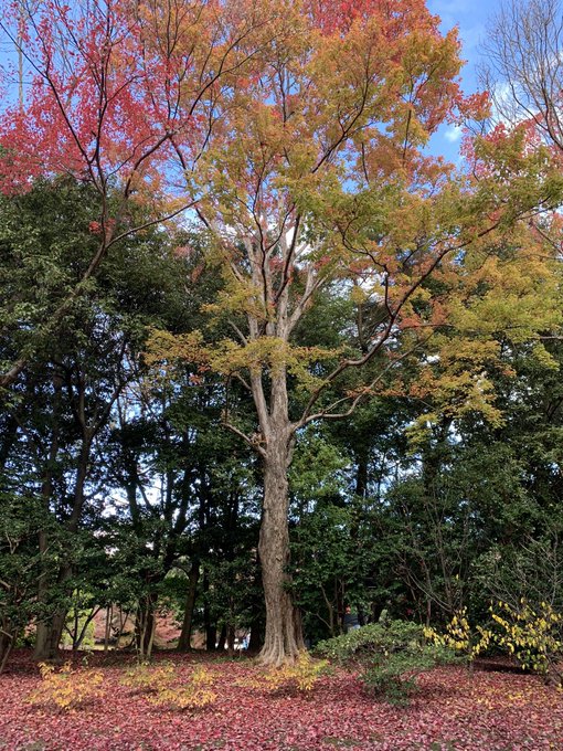 日本庭園のtwitterイラスト検索結果 日本庭園のtwitterイラスト検索結果
