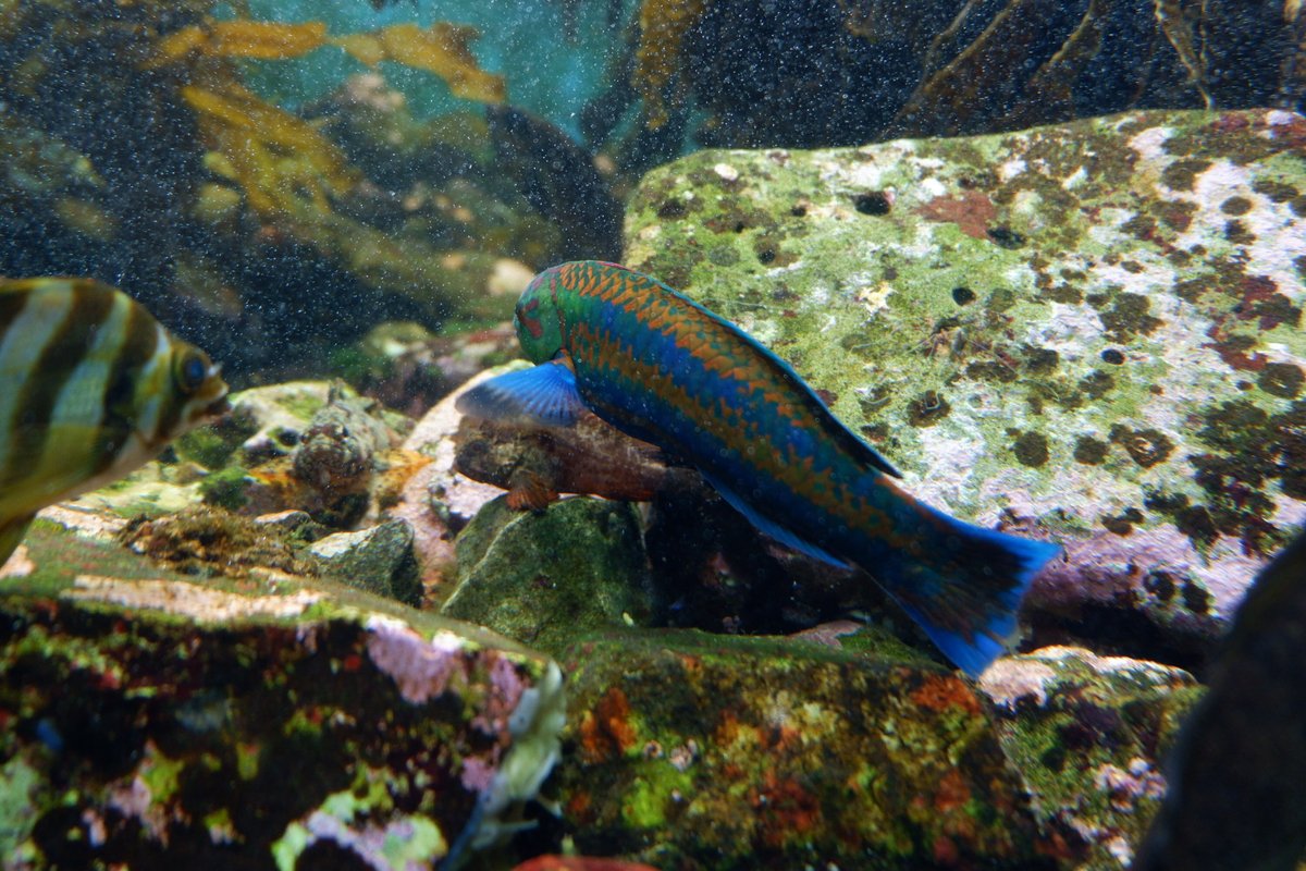 ニシキベラ ニシキベラ