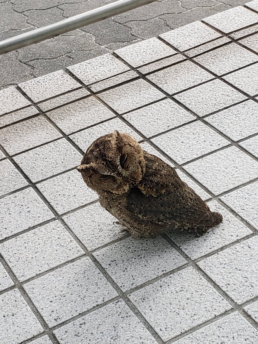 yeah_cari's tweet photo. フクロウ落ちてる、、 https://t.co/lMU8S42WUP