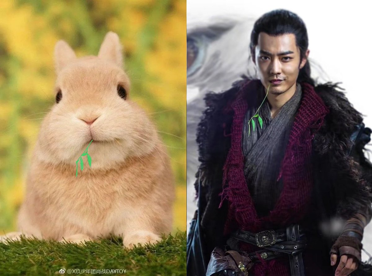 post from yb: “rabbits are actually very cute ”