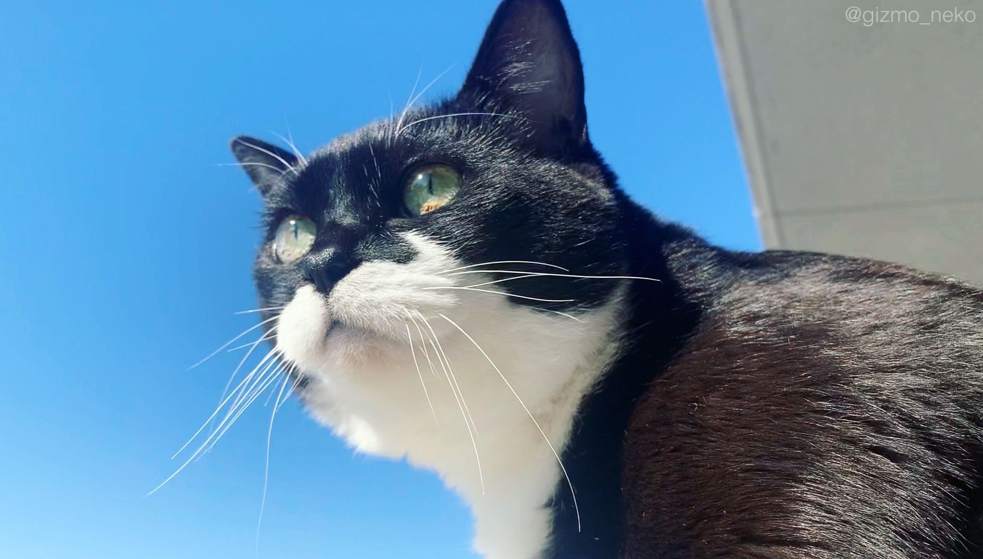 ギズモさん 空と猫 ギズモさん 空と猫
