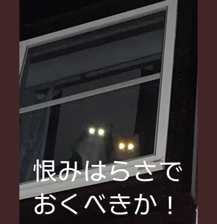 @DOG48181219 @murrhauser こういう事？ 