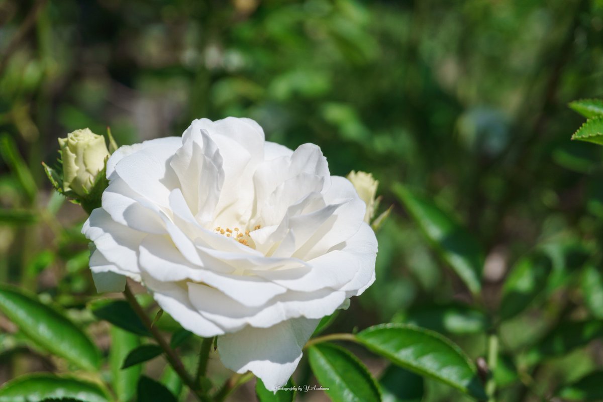 白薔薇 白薔薇