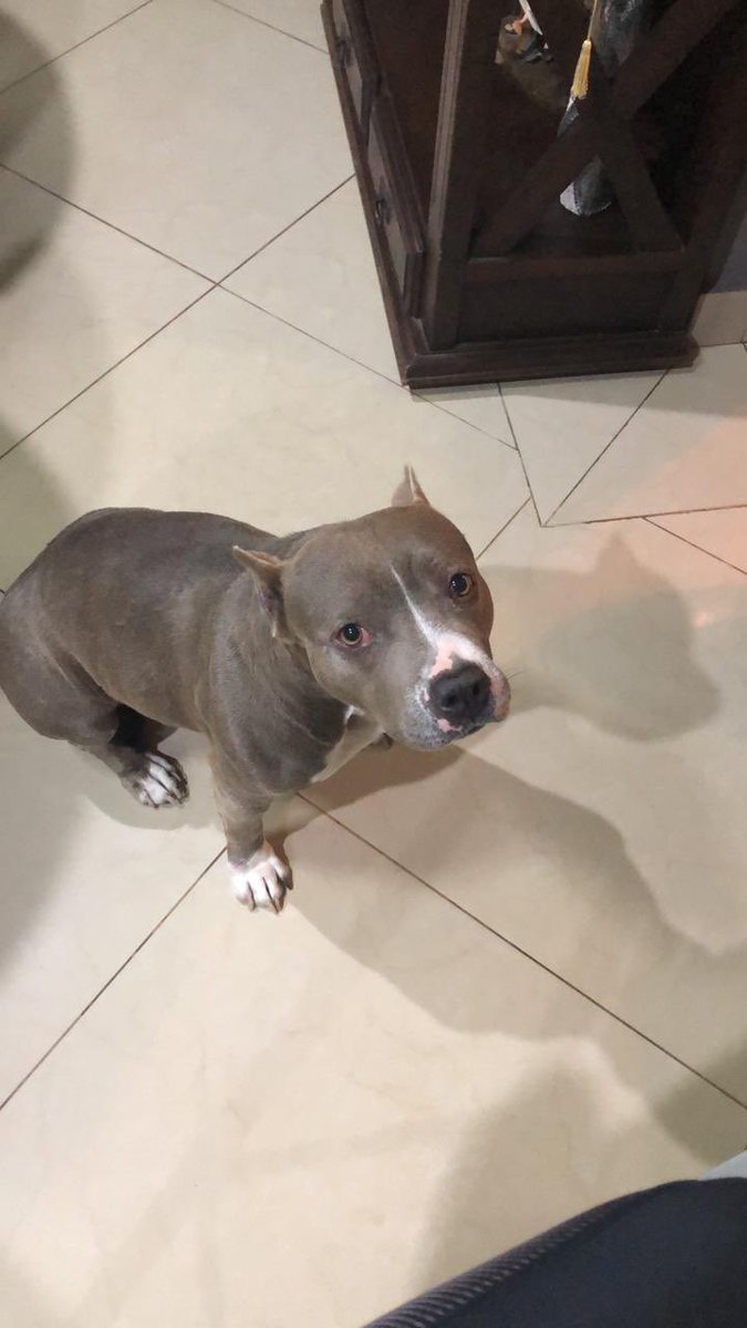 BellaFrutos's tweet photo. Necesito y ruego que le devuelvan a Hampi! Está con tratamiento y sólo puede comer purina hipoalergénica 💔🥺😭
El vehículo que le alzo fue a pasos del sanatorio san Sebastián 
Cualquier información 0991858466 🙏 https://t.co/RQ4Wfmwl0A