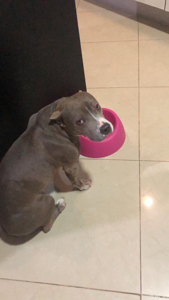 BellaFrutos's tweet photo. Necesito y ruego que le devuelvan a Hampi! Está con tratamiento y sólo puede comer purina hipoalergénica 💔🥺😭
El vehículo que le alzo fue a pasos del sanatorio san Sebastián 
Cualquier información 0991858466 🙏 https://t.co/RQ4Wfmwl0A