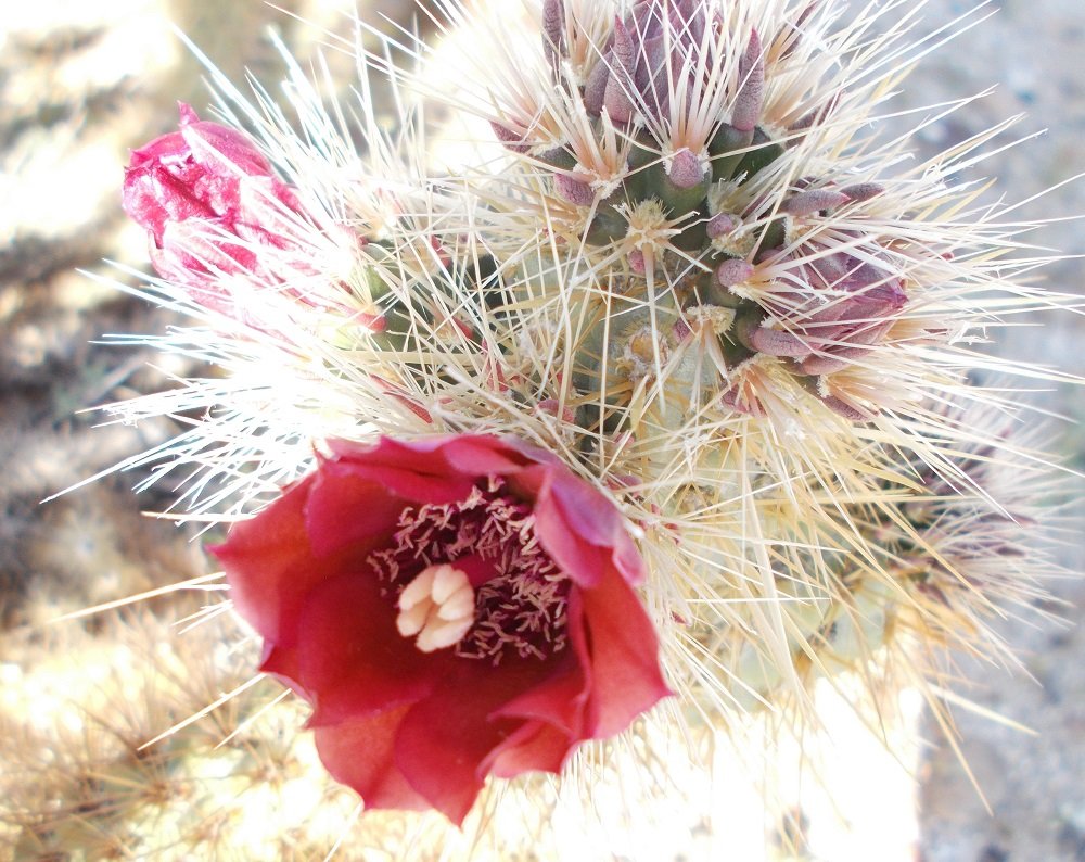 DeeAnnVisk's tweet photo. Cactus blooming in California's Desert State Park during the spring of 2019. https://t.co/c4n7NMpqOF