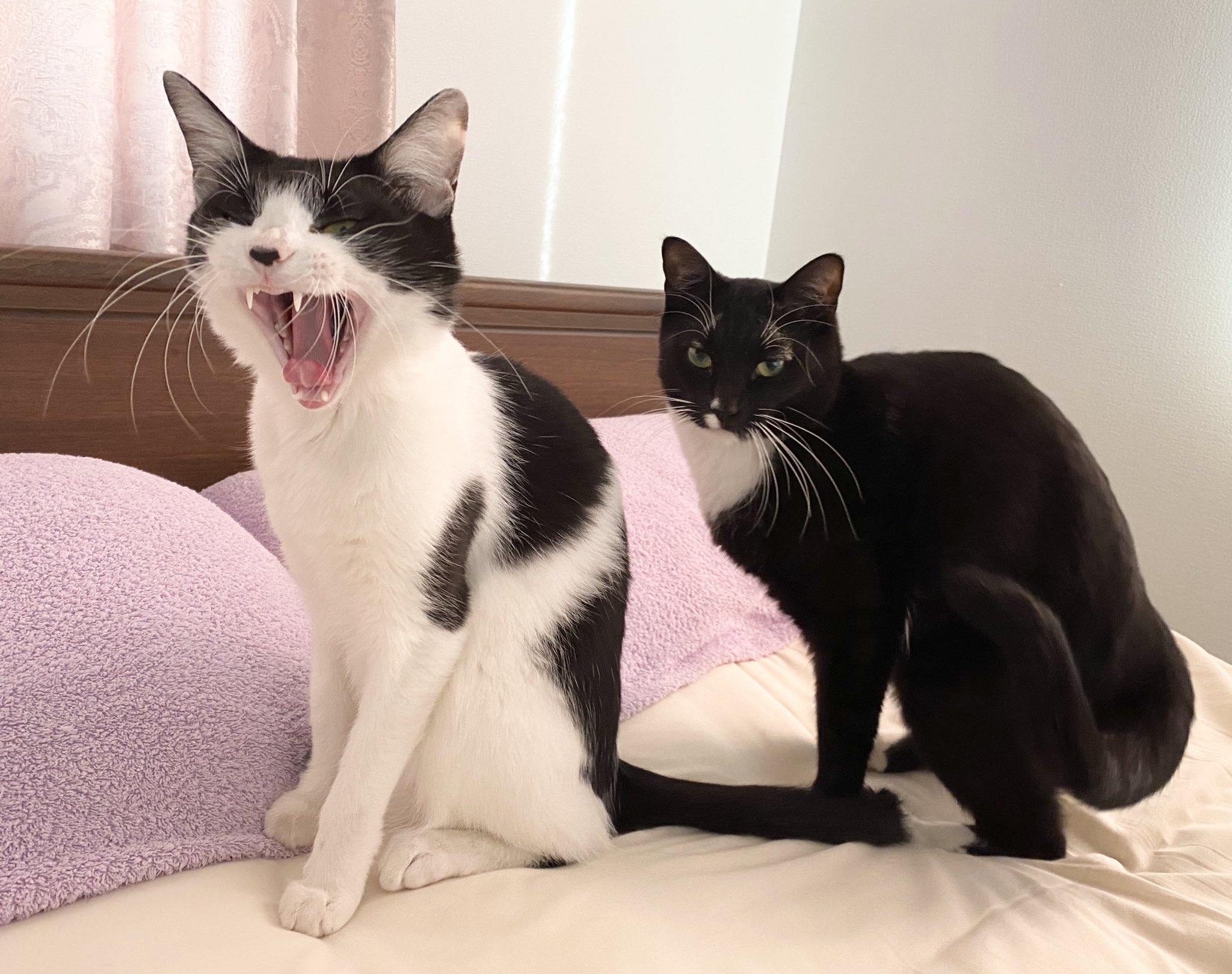 ⭐︎あややページ⭐︎のびねこ12 ⭐︎あやや様専用ページ⭐︎のびねこ7種12点