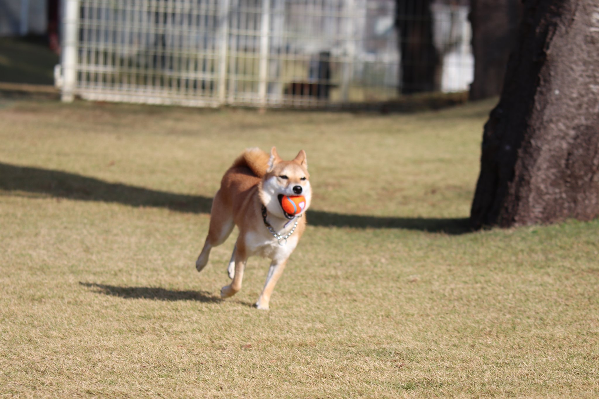 走る柴犬 Twitter Search Twitter
