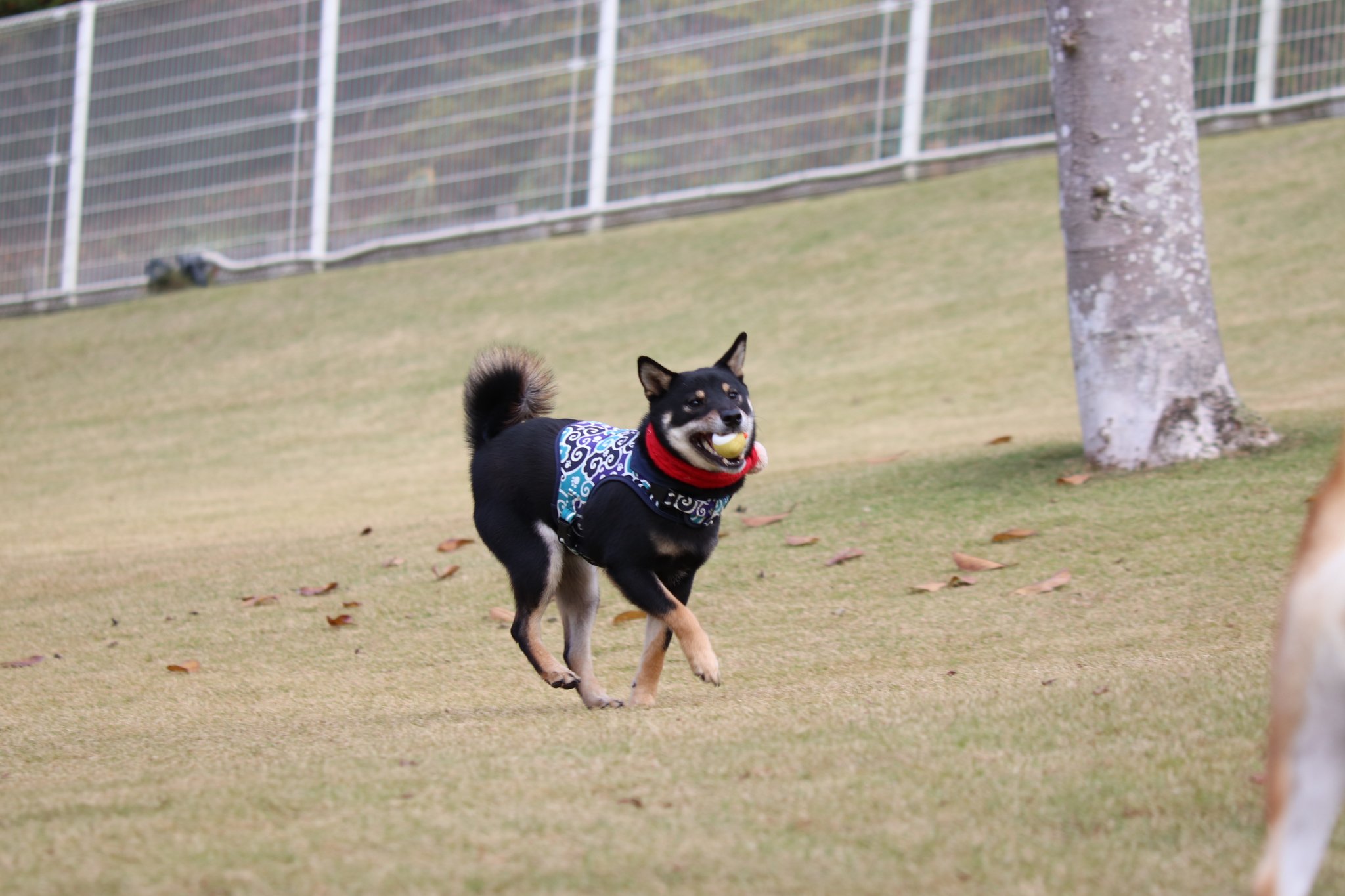 走る柴犬 Twitter Search Twitter