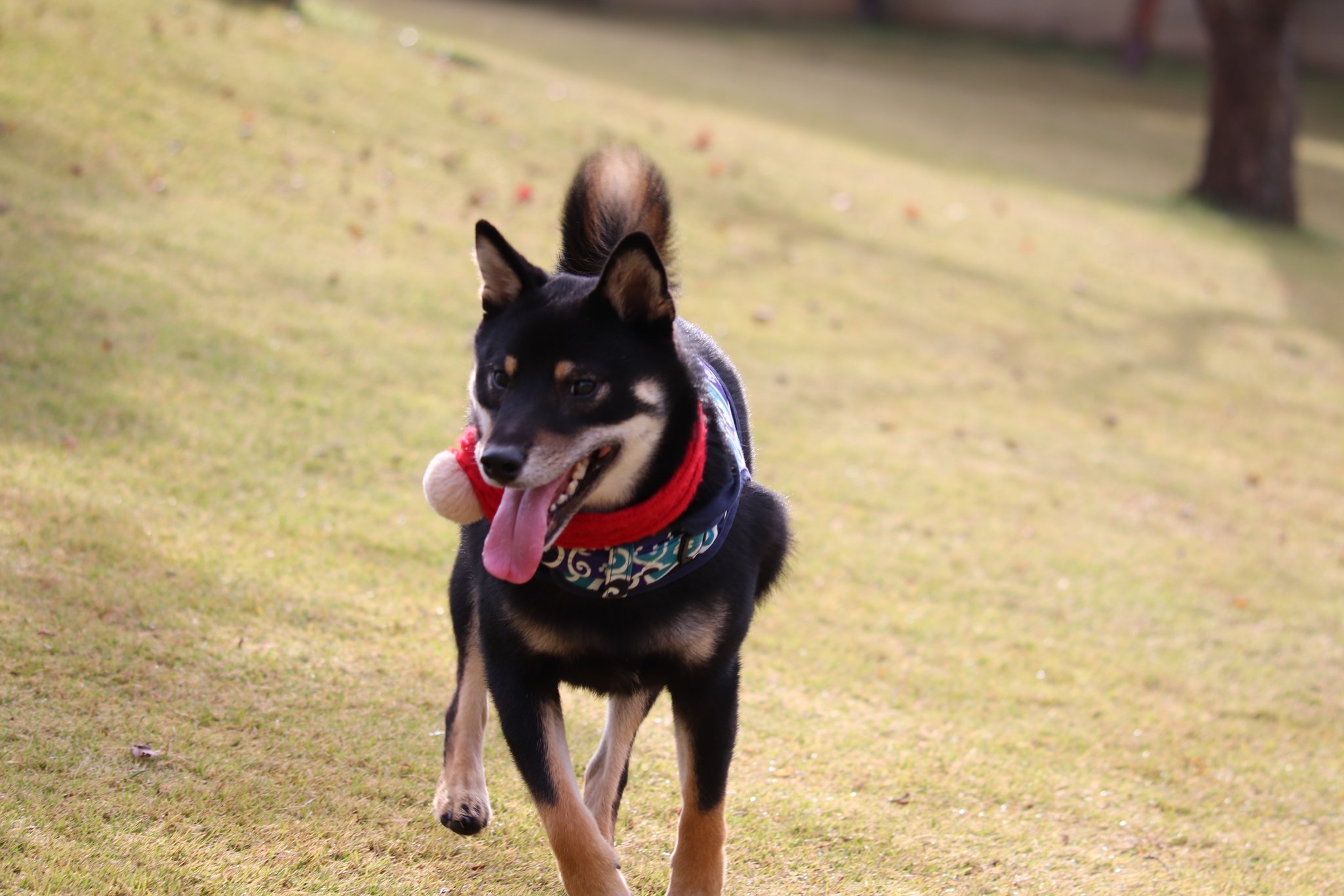 走る柴犬 Twitter Search Twitter