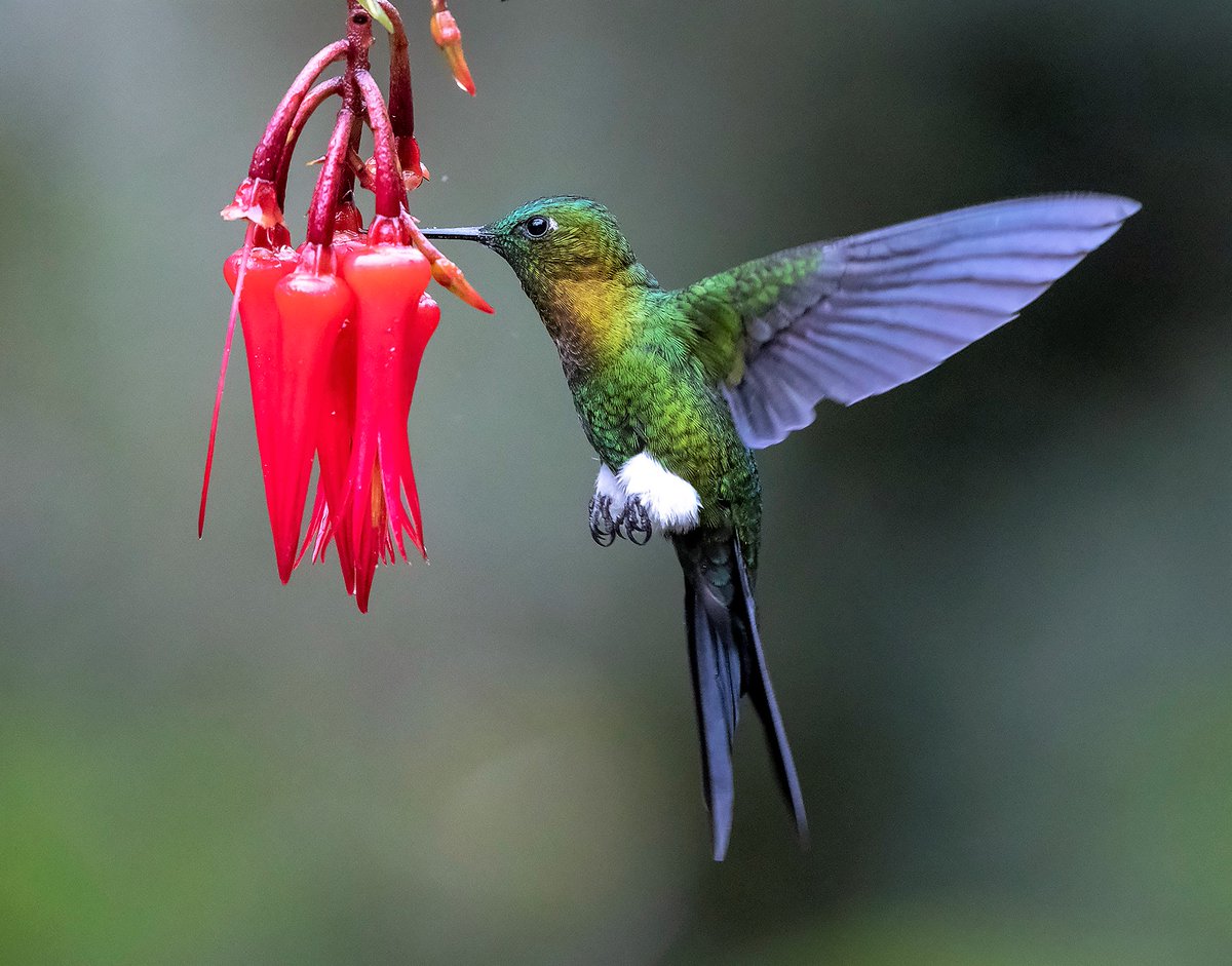 There are a bunch of hummingbirds called Pufflegs and I couldn't be happier about it. This is a golden-breasted puffleg.Both pics by Doug Greenberg (CC BY-NC 2.0)  https://www.flickr.com/photos/dagberg/ 