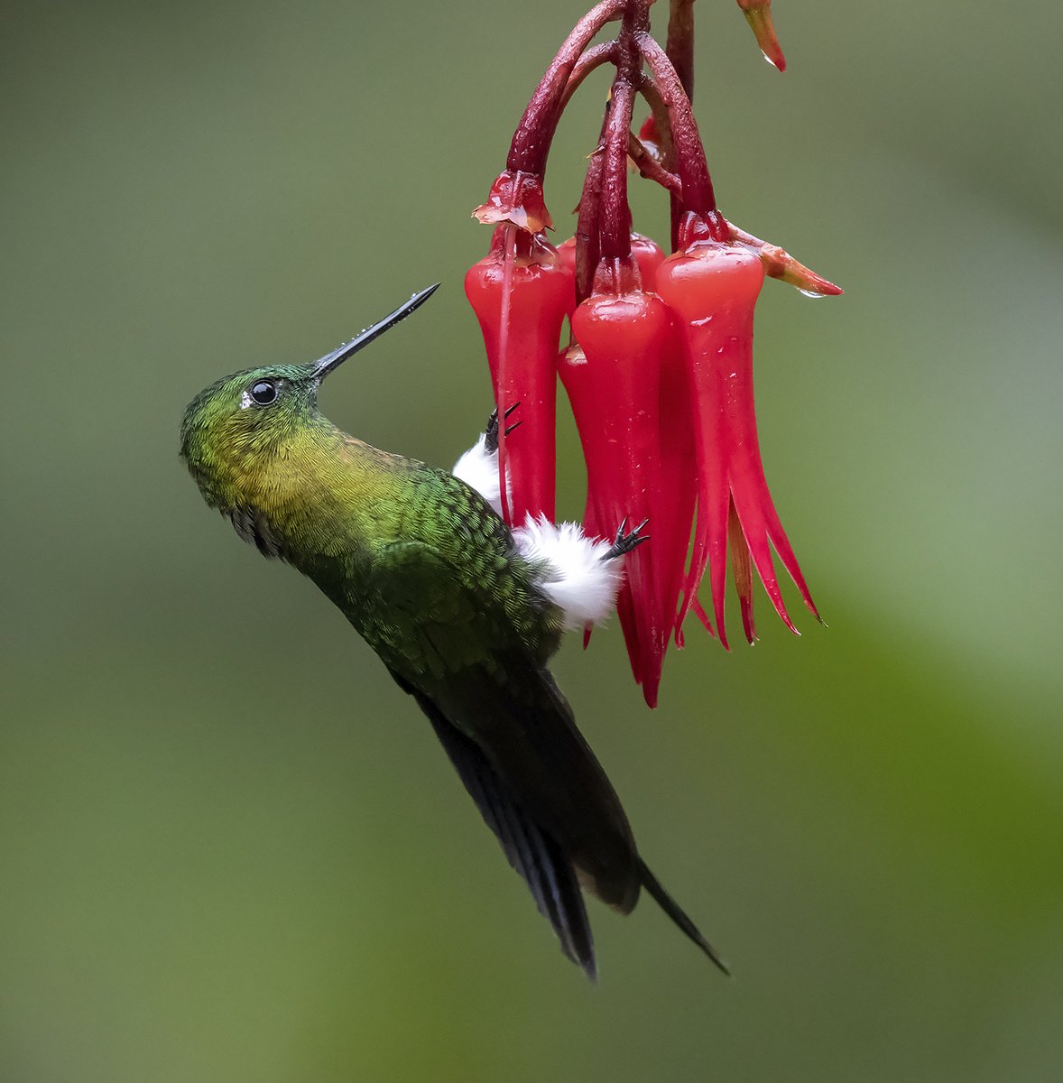 There are a bunch of hummingbirds called Pufflegs and I couldn& #39;t be happier about it. This is a golden-breasted puffleg.Both pics by Doug Greenberg (CC BY-NC 2.0)  https://www.flickr.com/photos/da...
