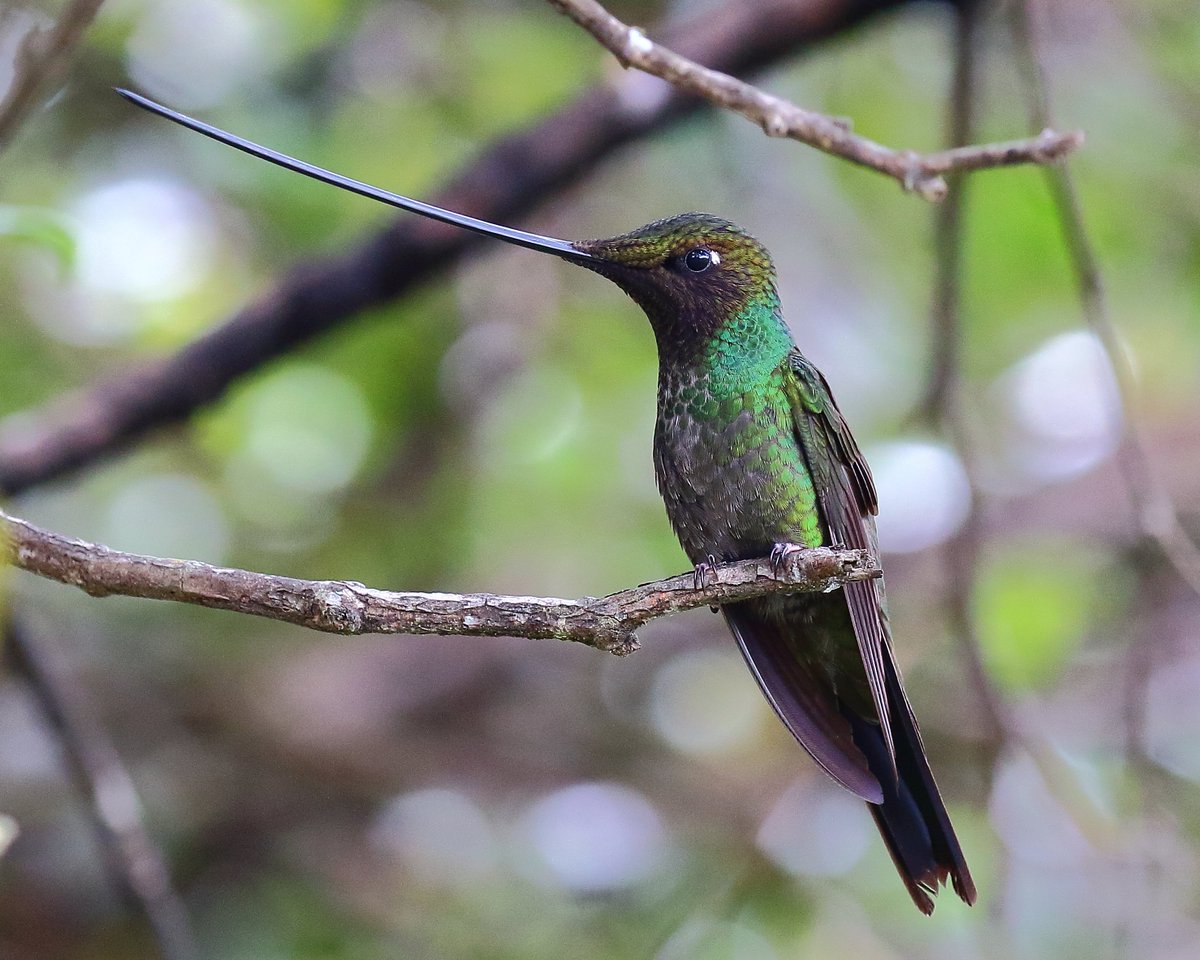 Sword-billed hummingbird. Sorry, no armor in the world can protect... your heartPic by ryanacandee (CC BY 2.0)  https://www.flickr.com/photos/31267353@N03/29885928946