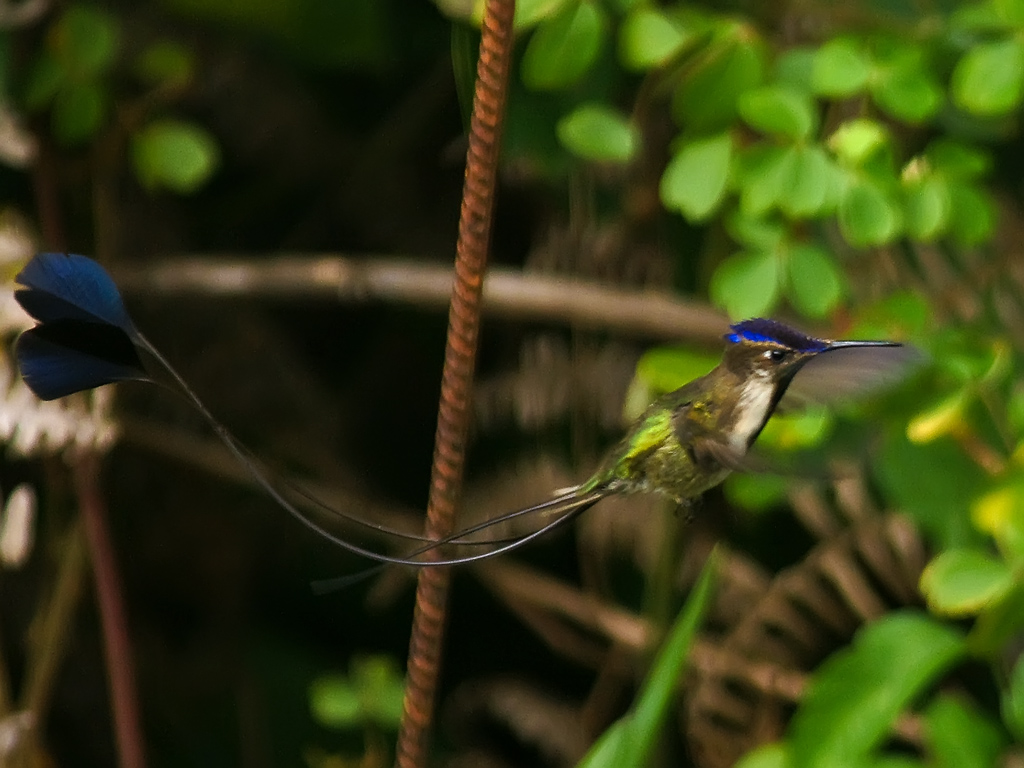 Spatulas: they're not just for pancakes. This is the Marvelous Spatuletail, endangered, from Peru, sporting a pair of gleaming yet functional tail-spatulasPic by David Cook (CC BY-NC 2.0)  https://www.flickr.com/photos/kookr/3787908501