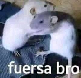 LisaismyLifeBro's tweet photo. Les mando un abrazo para cuando #BTS comiencen a cantar #ARMY Best #AMAs https://t.co/qWFgEz4ADE