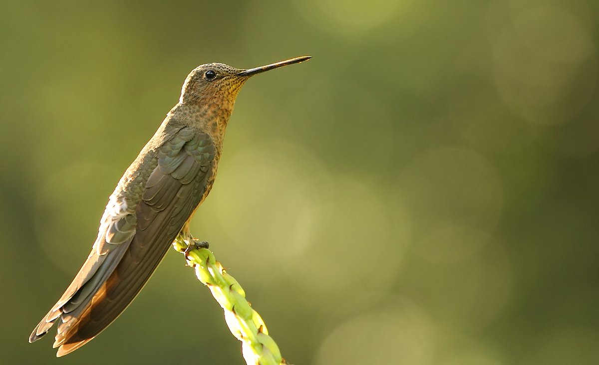 Giant Hummingbird. A large small friend.Pic by Pablo Caceres Contreras (CC BY-NC-ND 2.0)  https://www.flickr.com/photos/pablocaceres/6118047454