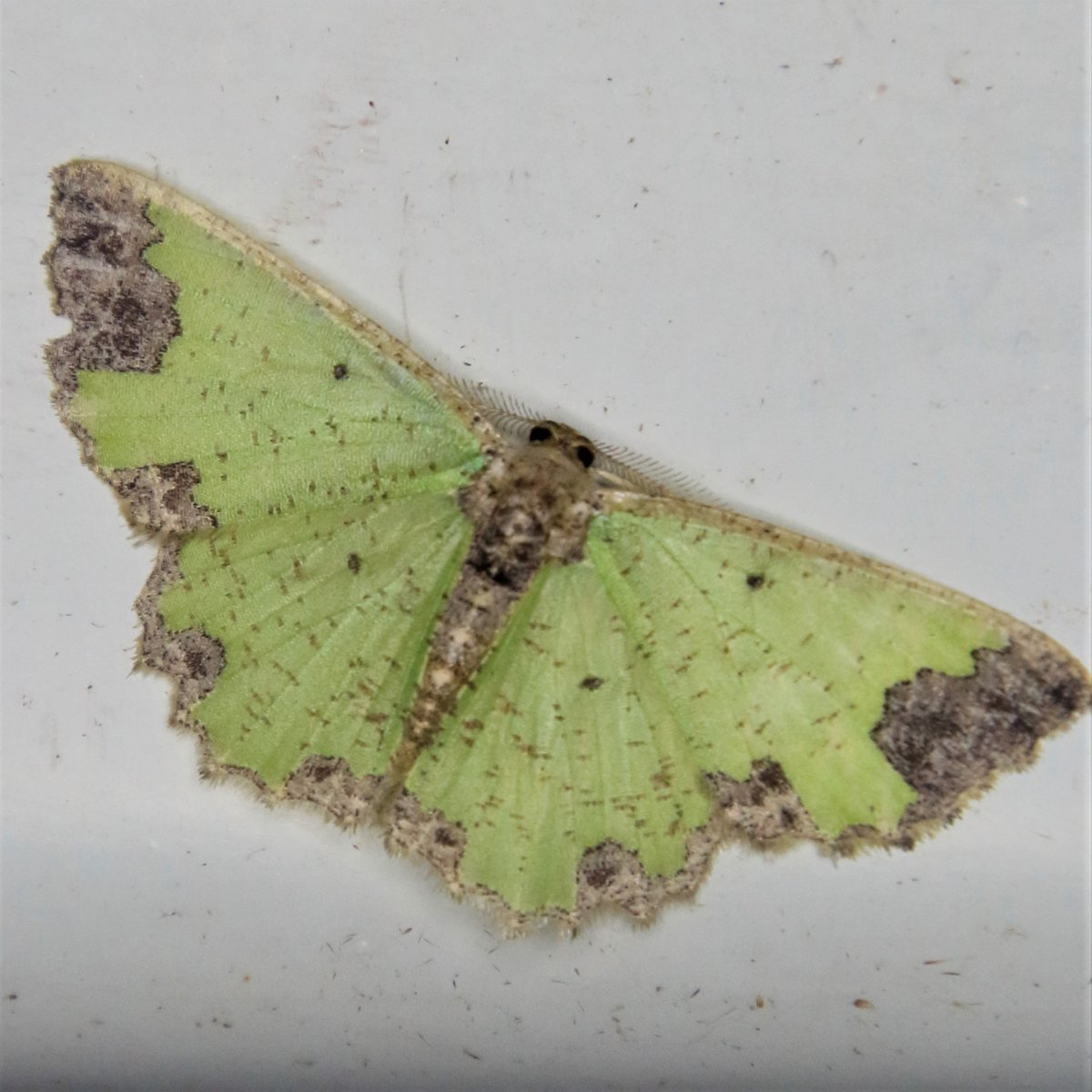 MondayMoth's tweet photo. Zamarada sp.

#mothmonday #moth #lepidoptera #mondaymoth #entomology #bugpics https://t.co/htxfV7mSPu