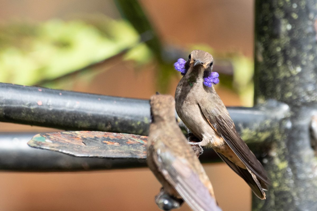 What's more intimidating to your foes than two tiny purple ear tufts that you can raise at will? Nothing, Brown Violetear. Nothing at all.Pic by Steve Valasek (CC BY-NC-ND 2.0)  https://www.flickr.com/photos/steve_valasek/48135253317