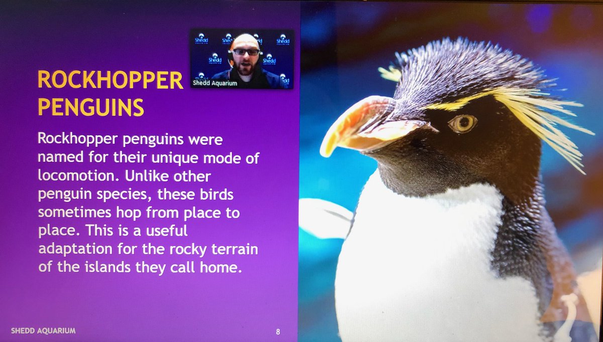 LaPatrii's tweet photo. Virtual penguin encounter today @shedd_aquarium #imetasheddpenguin actually we met a lot of penguins. Zoom tour of penguins in their habitat &amp; behind the scenes nesting area. Innthese pics Alicia (on Shedd’s marine mammal care team) w Mercedes 🐧 https://t.co/oMfWWtzNeh