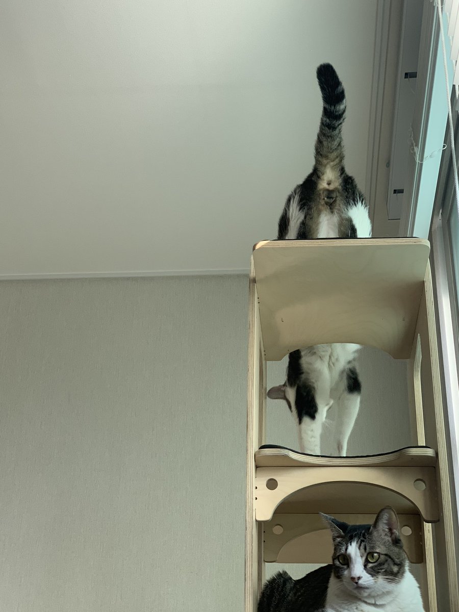wlgp9887's tweet photo. 나에게 오는 고양이 https://t.co/wbd46nuSyo
