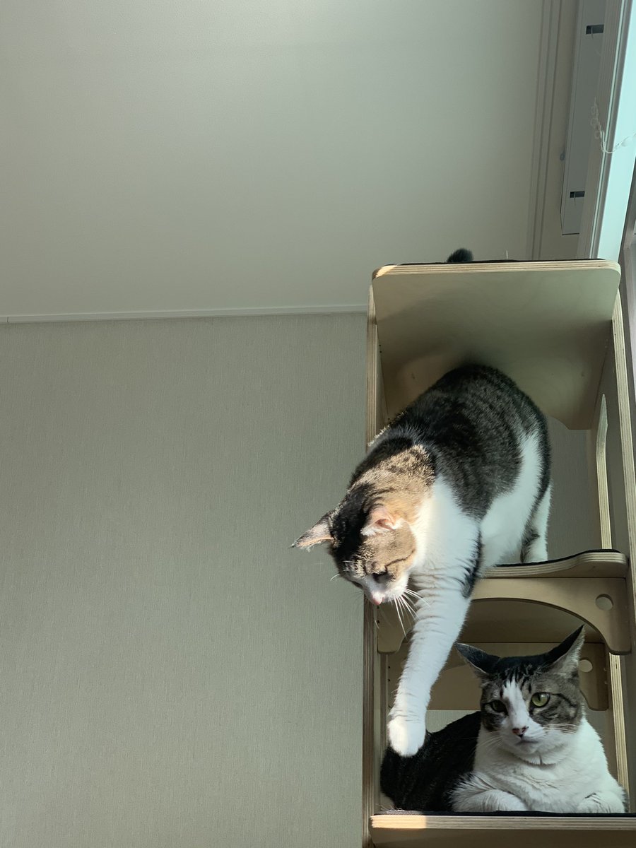 wlgp9887's tweet photo. 나에게 오는 고양이 https://t.co/wbd46nuSyo