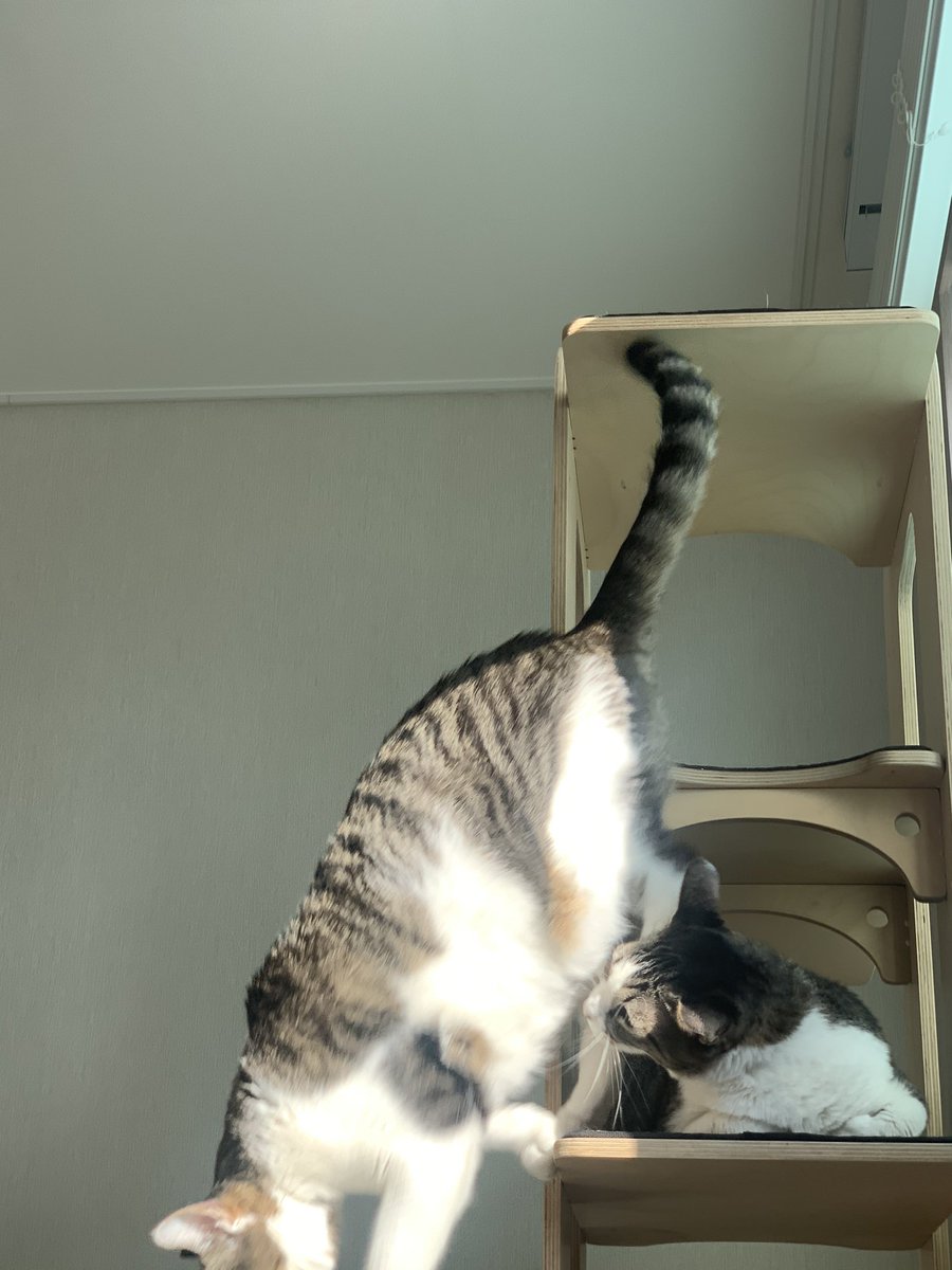 wlgp9887's tweet photo. 나에게 오는 고양이 https://t.co/wbd46nuSyo
