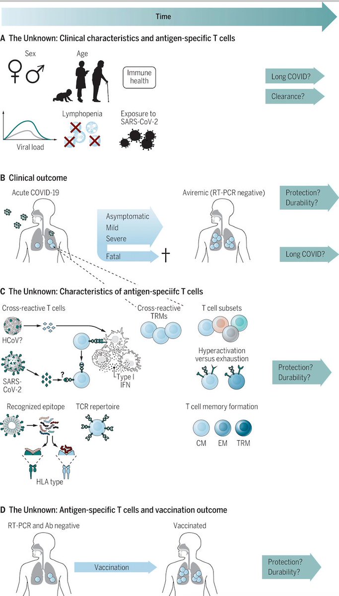 mmw_lmw's tweet photo. #T_cell_immunity to #COVID19 | The known unknowns | Marcus Buggert @karolinskainst @SciImmunology https://t.co/Nl133NTOFg https://t.co/vwfJNhFRFb