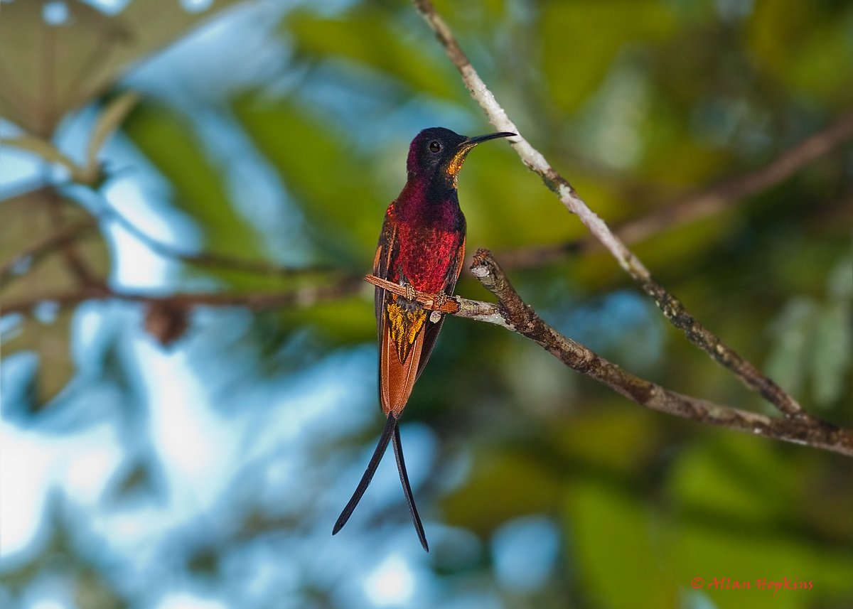 hnnnnngh yes this is the Crimson Topaz, YES VERY GOODPic by Allan Hopkins (CC BY-NC-ND 2.0)  https://www.flickr.com/photos/hoppy1951/8283783077