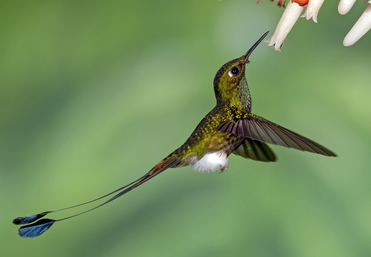 Puffy legs AND weird tail thingers? Oh, you shouldn't have. Really. I can't possibly accept this. I'm overwhelmed.Booted Racket-tail, Pic by Doug Greenberg (CC BY-NC 2.0)  https://www.flickr.com/photos/dagberg/40006930560/