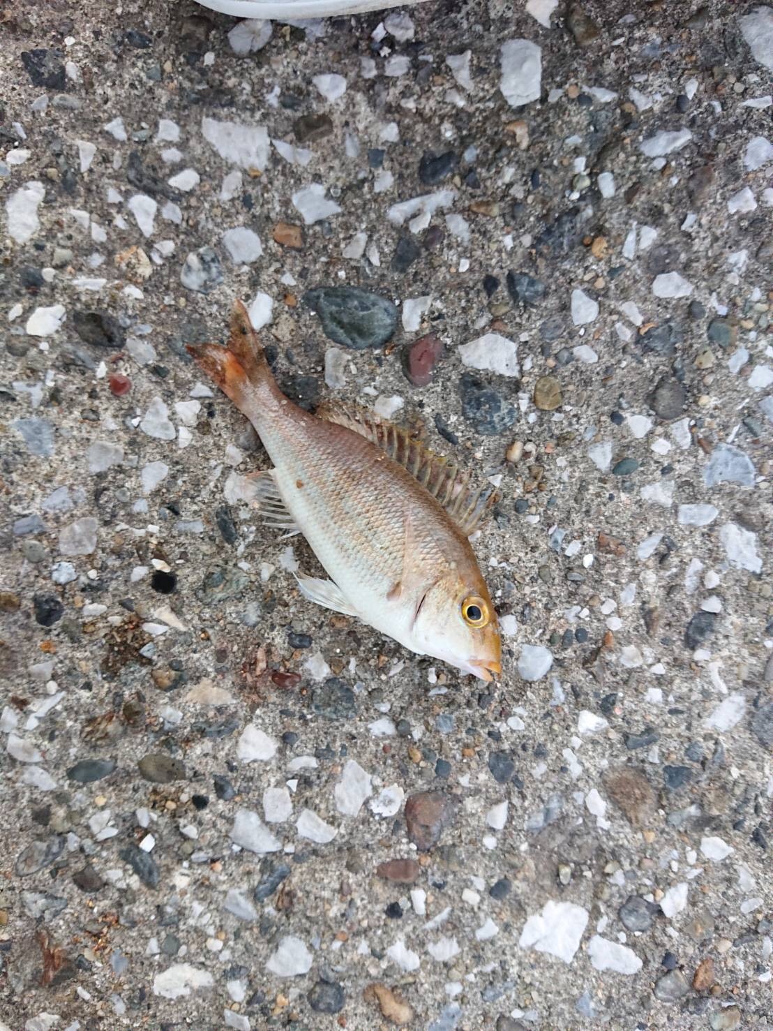 魚博士 Twitter Search Twitter