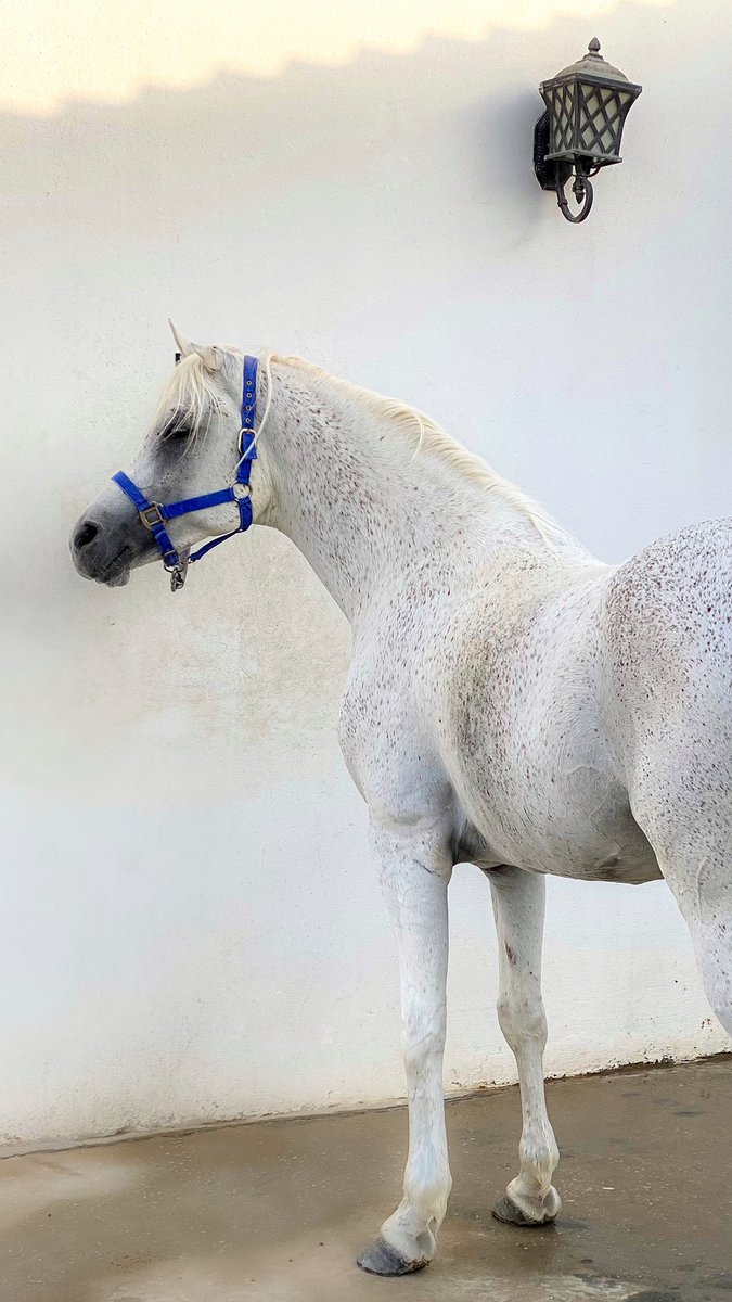 _Horselife's tweet photo. أيُ جمالٌ بعد جمالكِ يُذكرُ 💙؟ https://t.co/PVamqyvDNS