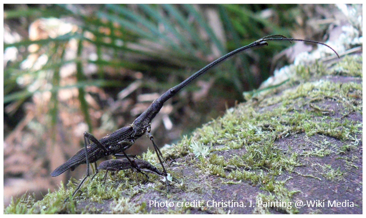 AnimBehav's tweet photo. Check out the latest plenary talk from #ASSAB2020 now available on our YouTube Channel.
Dr Chrissie Painting talks about the evolution of weapons and body size in giraffe weevils:
https://t.co/twVYT60psk
@cpaintingnz #evolution #animalbehaviour https://t.co/7yKCg9KCWx