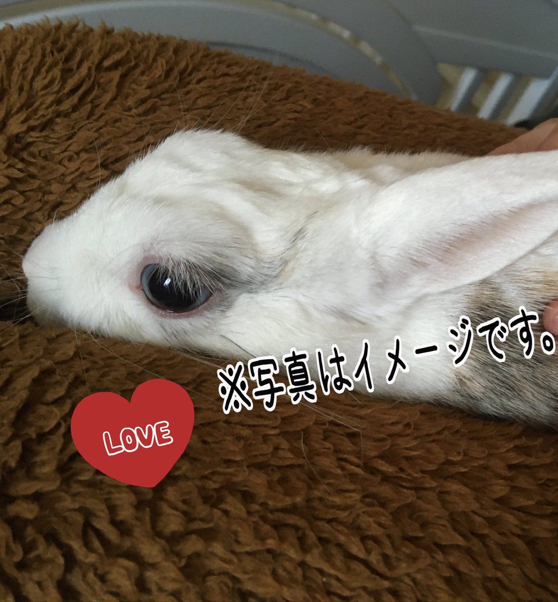もっふもふᙏ Oᙏ O Auf Twitter ミスバニーかな 高いよね その顔文字可愛い そっかぁ もっふもふᙏ Oᙏ O Auf Twitter ミスバニーかな 高いよね その顔文字可愛い そっかぁ