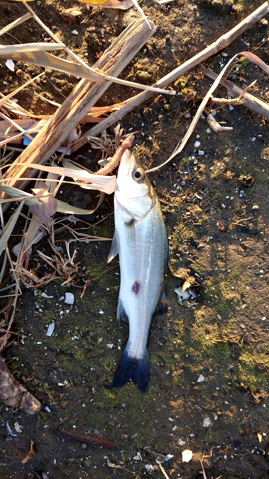 梅干し 11月22日 旧江戸川 ぶっこみ 手のひらサイズ 2匹 ウキ釣り シーバス77センチ チヌ51センチ ルアー シーバス48センチ 爆風でしたが川の流れが遅かったのでウキ釣り決行 久々にいいサイズ釣れました チヌの方が引きヤバかったです T Co