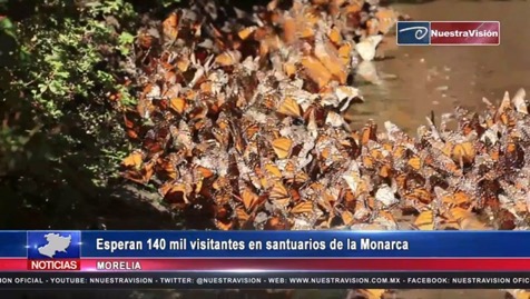 nuestravision's tweet photo. Esperan 140 mil visitantes en santuarios de la Monarca https://t.co/bKS826RWCE https://t.co/JOzzrlTU5E