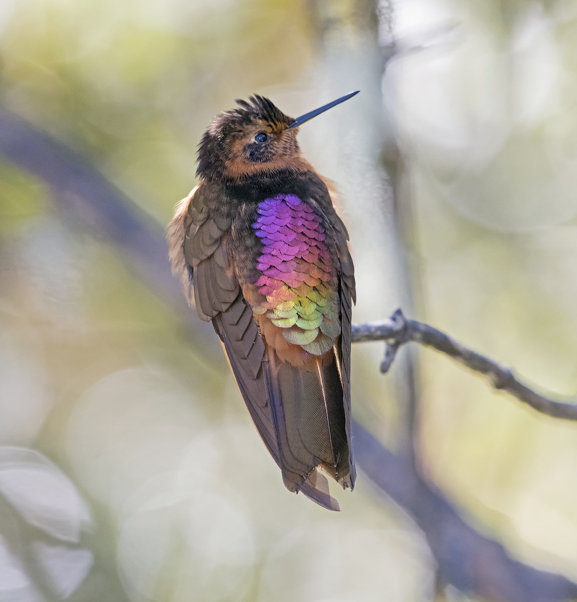 And finally, the Shining Sunbeam, an earth-toned bird that carries a little backpack of sunbeams wherever it goes.Pic by Doug Greenberg (CC BY-NC 2.0)  https://www.flickr.com/photos/dagberg/40736026585